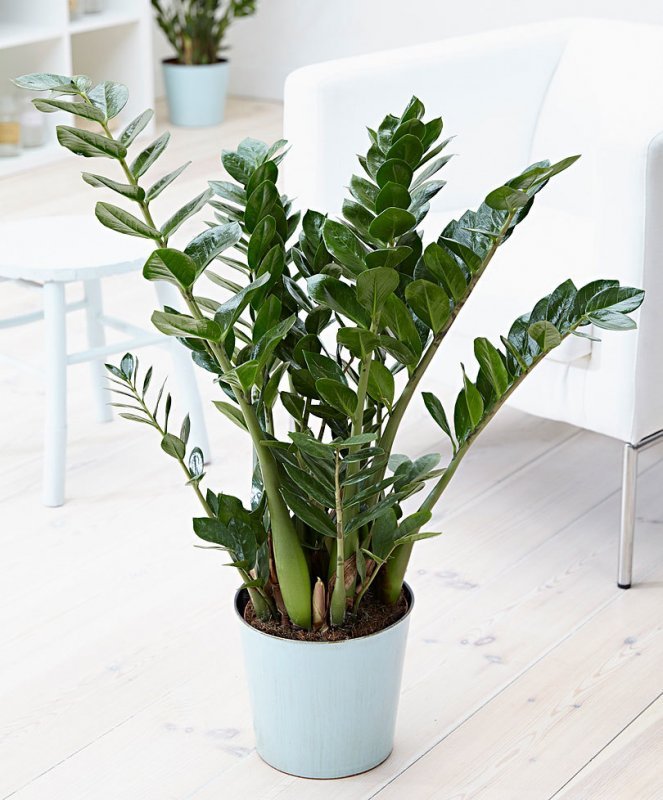 zamioculcas / zamiokulkas-pestovanie_1578584699.jpg zamiokulkas-pestovanie_1578584699.jpg